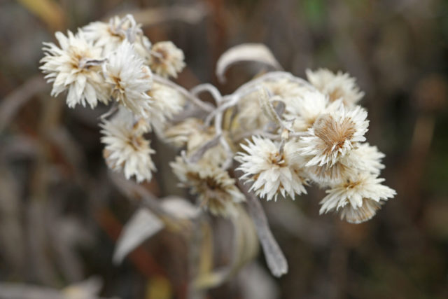 Цветок анафалис: фото и описание, выращивание из семян