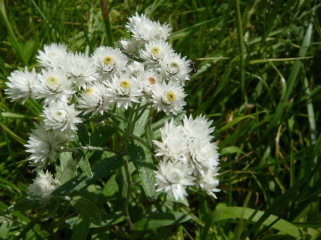 Цветок анафалис: фото и описание, выращивание из семян