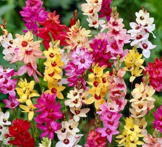 Цветок иксия: выращивание и уход на грунте, описание, фото