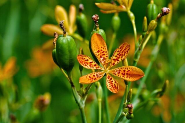 Цветок иксия: выращивание и уход на грунте, описание, фото
