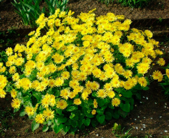 Цветок козульник (дороникум): выращивание из семян, когда сажать, фото