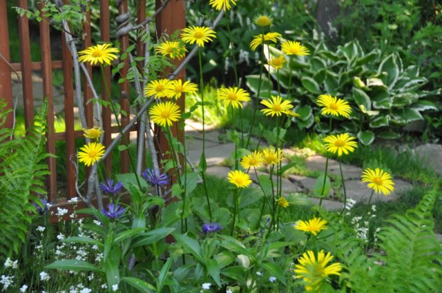 Цветок козульник (дороникум): выращивание из семян, когда сажать, фото