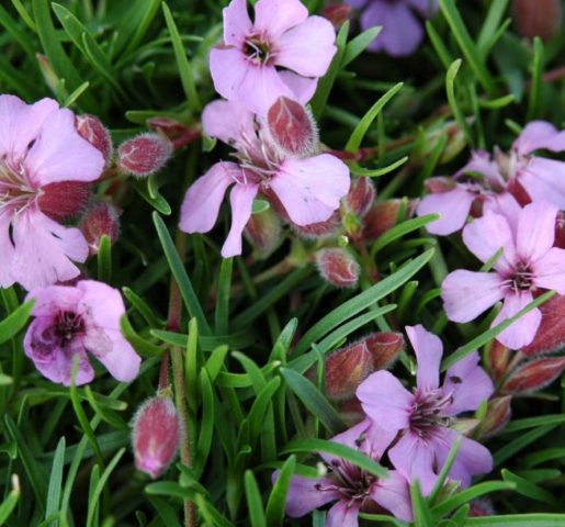 Цветок мыльнянка (saponaria): фото и описание, где растет, выращивание из семян