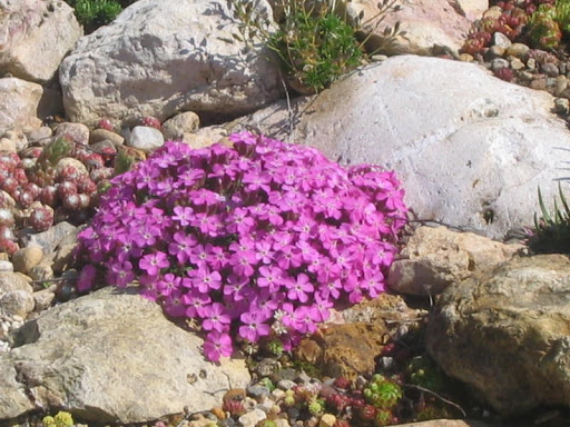 Цветок мыльнянка (saponaria): фото и описание, где растет, выращивание из семян