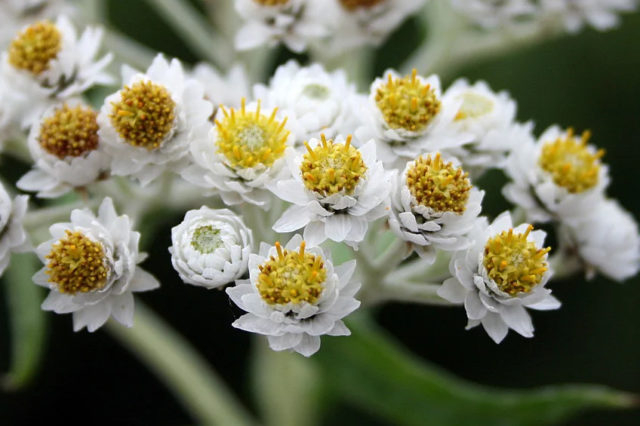 Жемчужные цветы анафалис: посадка и уход, описание, фото в ландшафтном дизайне
