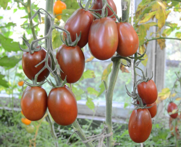 Черный помидор из Барао. Отзывы, описание сорта, фото
