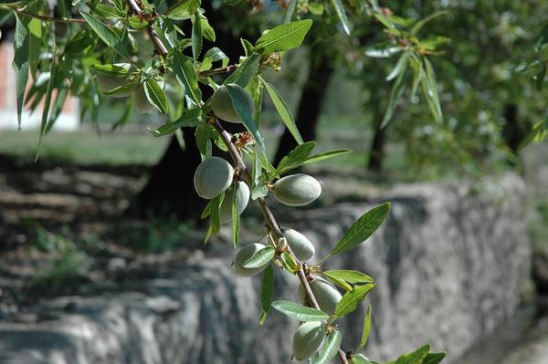 Древесина миндаля: посадка и уход, выращивание на грунте