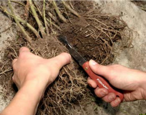 Гелениум осенний: фото и описание, выращивание из семян