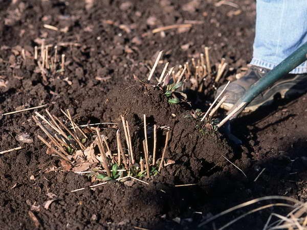 Гелениум осенний: фото и описание, выращивание из семян