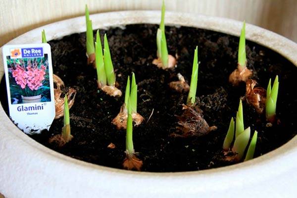 Гладиолусы в горшках: посадка, выращивание и уход