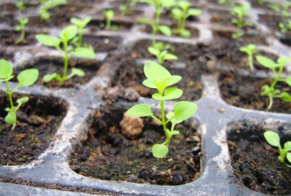 Годеция Бьюти: выращивание из семян, когда сажать