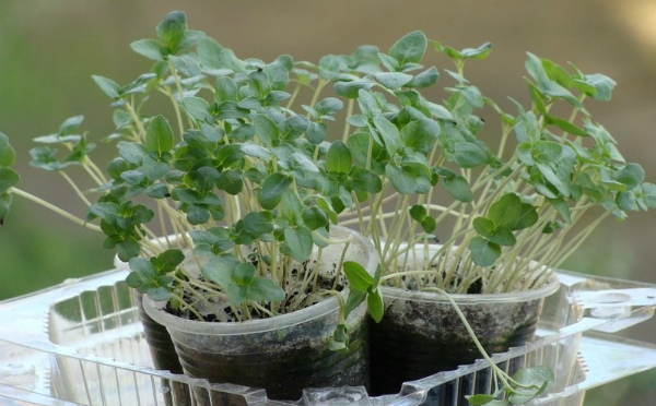 Годеция Бьюти: выращивание из семян, когда сажать