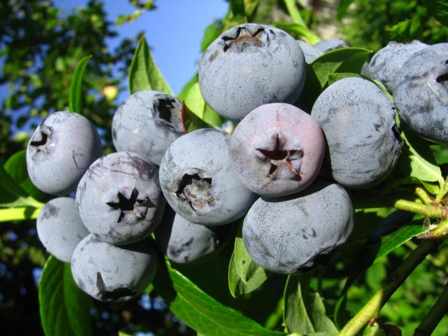 Голубика высокорослая: плодово-ягодные культуры, особенности роста