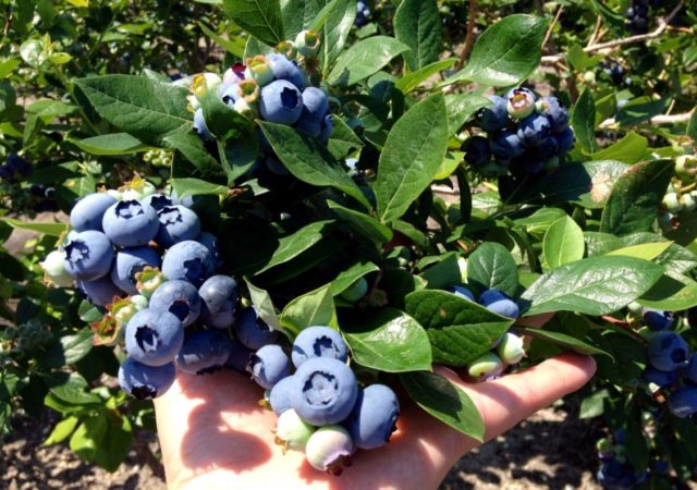 Голубика высокорослая: плодово-ягодные культуры, особенности роста