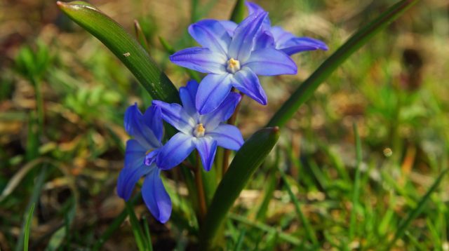 Хионодокса: фото цветов, описание, размножение, посадка и уход