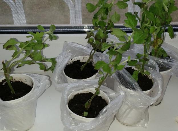 Хризантема Анастасия: зеленая, солнечная, салатовая, посадка и уход, фото