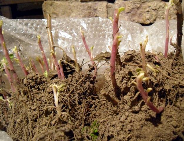 Шаровидная хризантема мультифлора: сорта, фото, выращивание