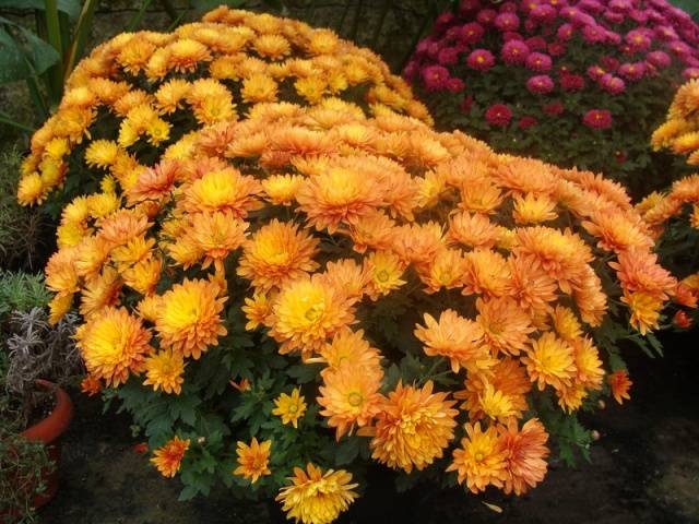 Шаровидная хризантема мультифлора: сорта, фото, выращивание