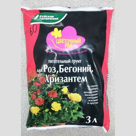 Хризантемы прижились в вазе: как посадить черенки