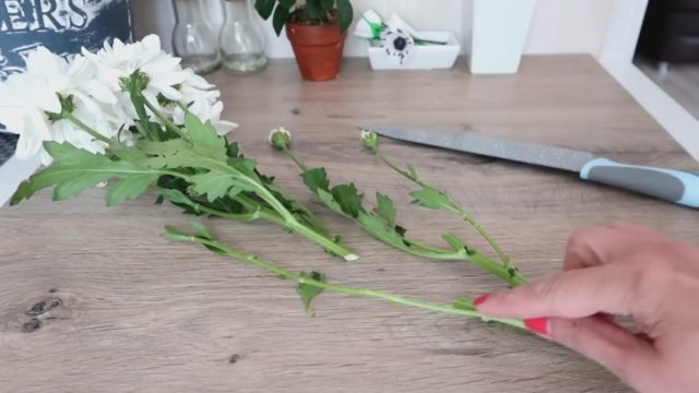 Хризантемы прижились в вазе: как посадить черенки
