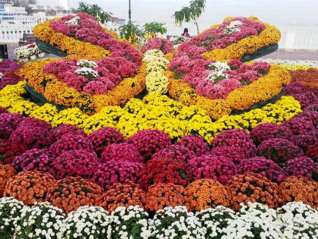 Многолетние садовые хризантемы: сорта + фото