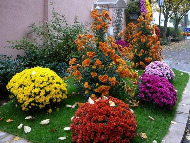 Многолетние садовые хризантемы: сорта + фото