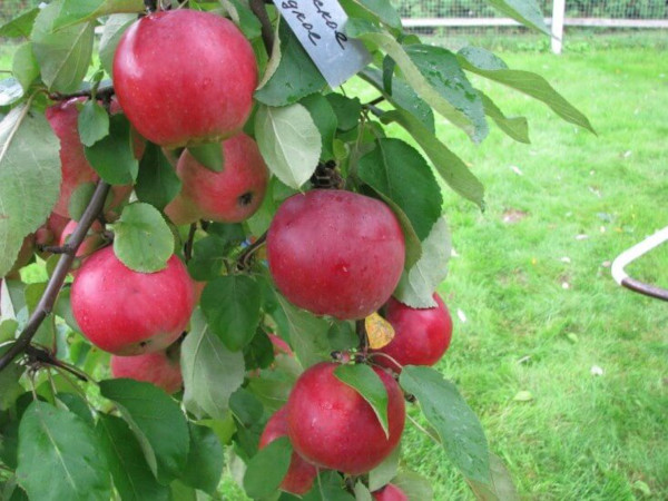 Белорусская сладкая яблоня. Описание сорта, фото, отзывы