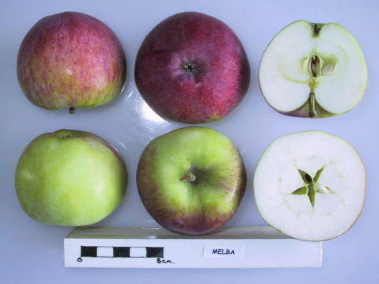 Яблочная Мельба. Описание сорта, фото, отзывы, морозостойкость, опылители, уход, обрезка, выращивание