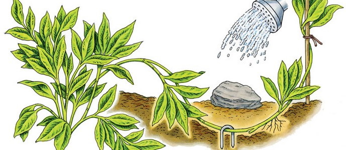 Лаванда – многолетнее растение. Виды и сорта растения, фото и описание