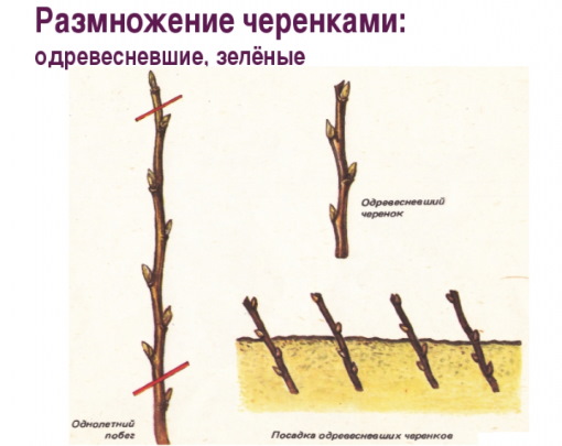 Лаванда – многолетнее растение. Виды и сорта растения, фото и описание
