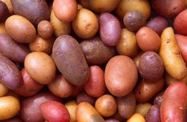 Как и когда проращивать картофель для посадки