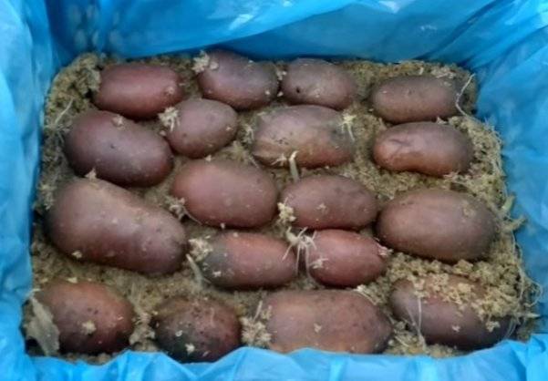 Как и когда проращивать картофель для посадки