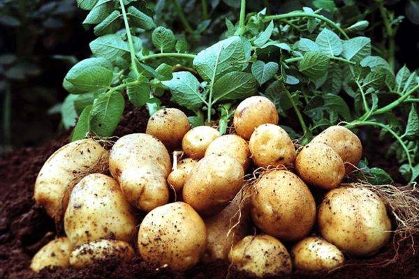 Как обработать картофель перед посадкой медным купоросом
