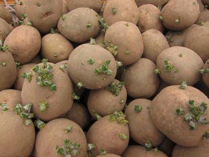 Как подготовить картофель к посадке