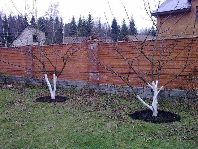 Как посадить абрикос весной: пошаговая инструкция
