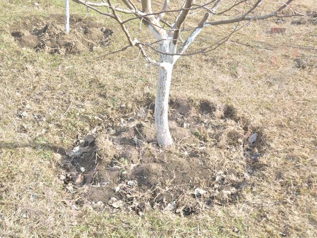 Как посадить абрикос весной: пошаговая инструкция