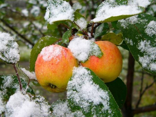 Как посадить яблоню осенью на Урале