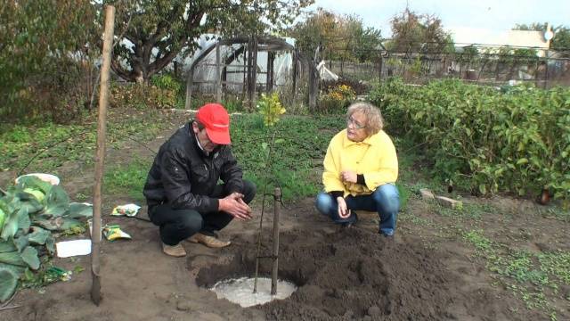Как посадить яблоню осенью: пошаговая инструкция