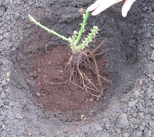 Как посадить розы осенью с открытой корневой системой