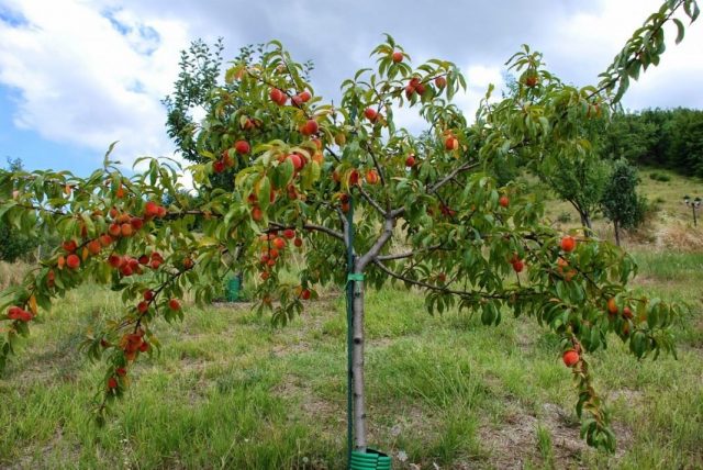 Как посадить саженец персика осенью