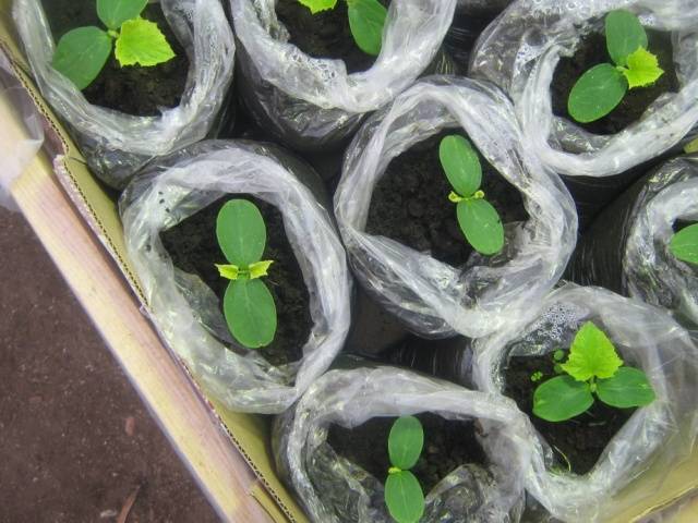 Как посадить семена огурцов на рассаду