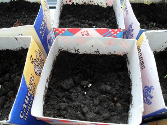 Как посадить семена огурцов на рассаду