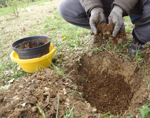 Как посадить крыжовник весной рассадой в открытый грунт