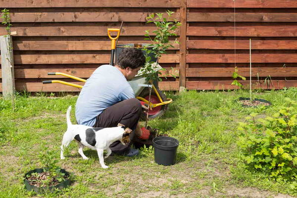 Как посадить вишню весной: пошаговая инструкция для новичков