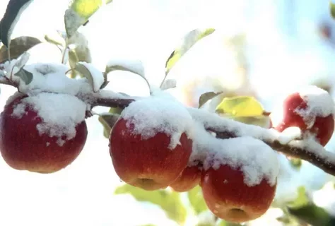 Как посадить яблоню осенью в Сибири