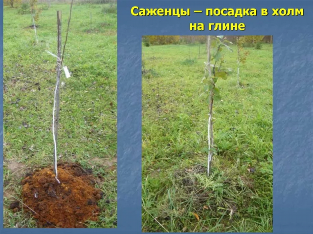 Как посадить яблоню осенью в Сибири