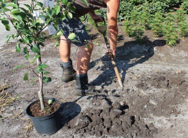 Как правильно посадить яблоню весенними саженцами: пошаговое руководство, видео