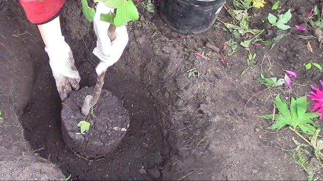 Как посадить колоновидную яблоню весной: пошаговая инструкция, видео