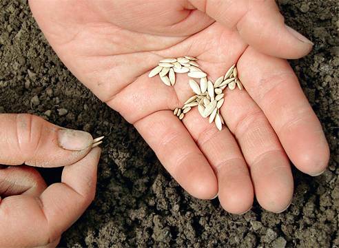 Как посадить семена огурцов в грунт