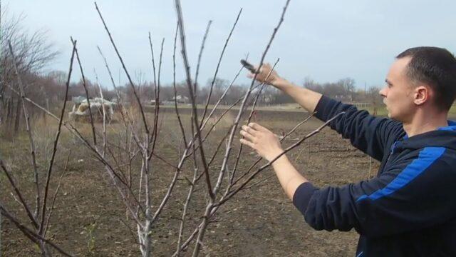 Как посадить яблоню весной на Урале